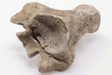 Fossil Mosasaur (Clidastes) Vertebra - Kansas #197963-2